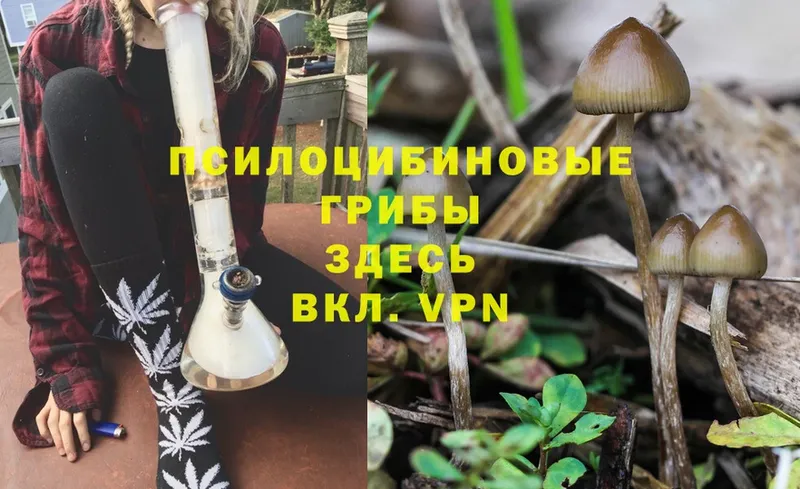 omg как зайти  даркнет сайт  Старый Крым  Галлюциногенные грибы Psilocybe 